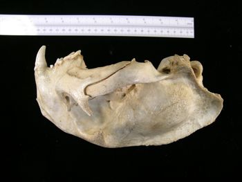 Media type: image;   Mammalogy BANGS-6992 Description: Image of skeleton specimen - lateral view. lateral view of skull.;